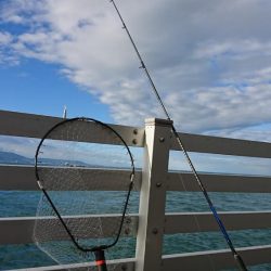 青物の気配がない・・・